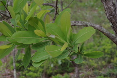 Terminalia brachystemma