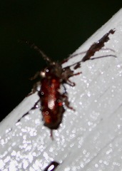 Eupogonius tomentosus