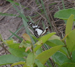 Graphium schaffgotschi