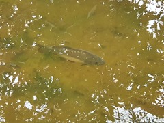 Cyprinus carpio carpio