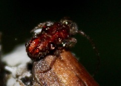 Eupogonius tomentosus