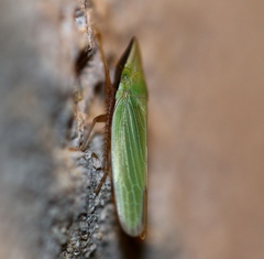 Draeculacephala antica