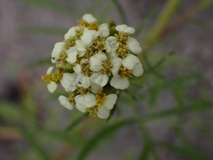 Tagetes minuta