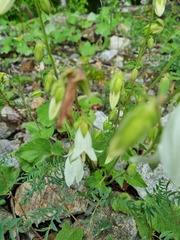 Campanula alliariifolia