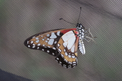 Graphium schaffgotschi