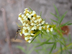 Tagetes minuta