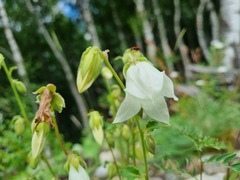 Campanula alliariifolia
