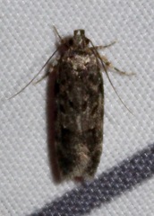 Chionodes formosella