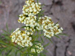 Tagetes minuta