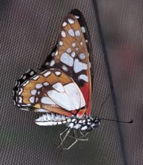 Graphium schaffgotschi