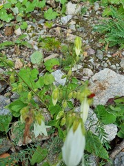 Campanula alliariifolia