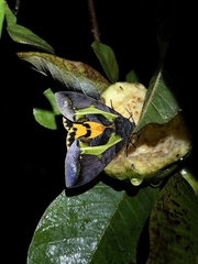 Eudocima homaena