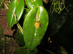 Pleurothallis