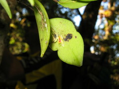 Lepanthes