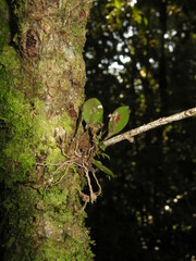 Lepanthes