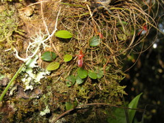 Lepanthes