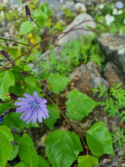 Lactucinae