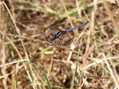 Orthetrum caffrum