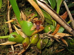 Maxillaria
