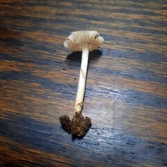 Termitomyces microcarpus