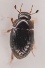 Sphaeridiinae