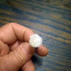 Termitomyces microcarpus