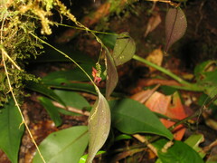 Lepanthes