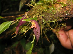 Lepanthes
