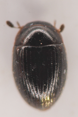 Sphaeridiinae