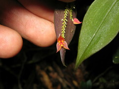 Lepanthes