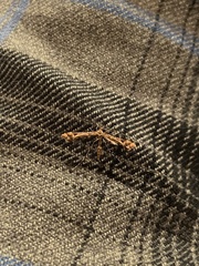 Anstenoptilia marmarodactyla