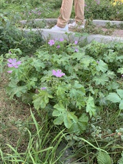 Malva