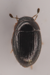 Sphaeridiinae