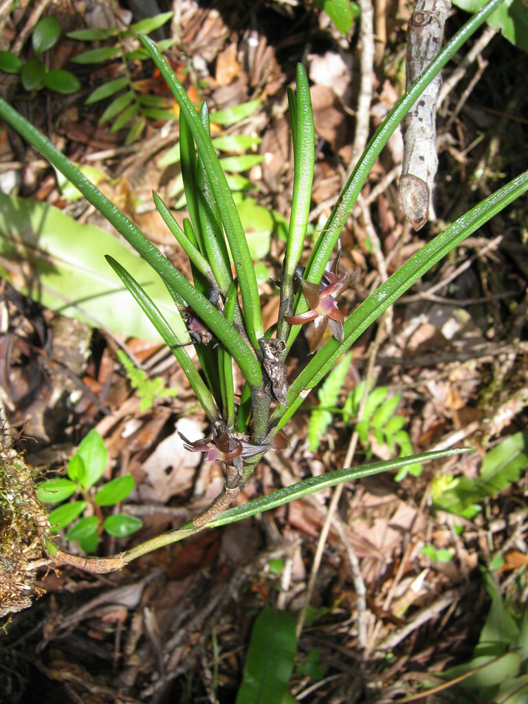 Epidendrum lancilabium Schltr.