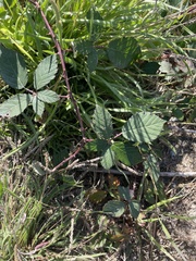 Rubus armeniacus