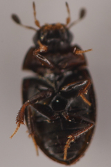 Sphaeridiinae