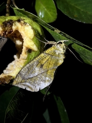 Eudocima hypermnestra