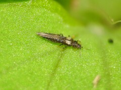 Thripidae