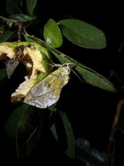 Eudocima hypermnestra