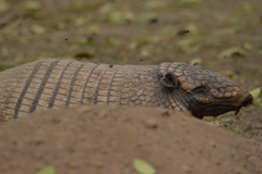 Euphractus sexcinctus