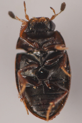 Sphaeridiinae