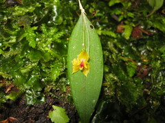 Lepanthes