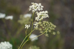 Pimpinella