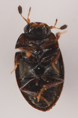 Sphaeridiinae