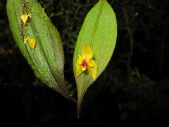 Lepanthes