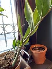 Zamioculcas