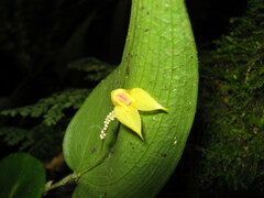 Lepanthes