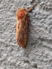 Spodoptera cilium