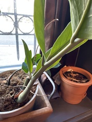 Zamioculcas