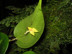 Lepanthes